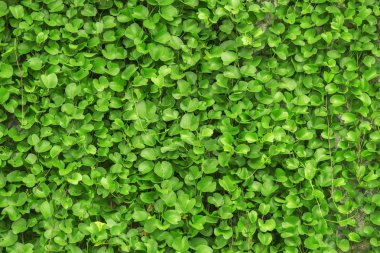 Klan tırmanıcı bitkiler vardır.