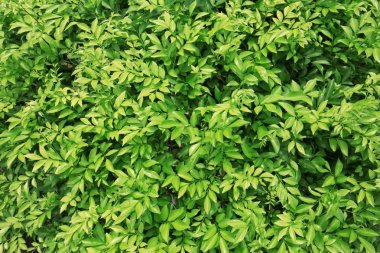 duranta repens olduğunu