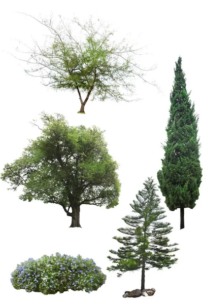 Solated tree on white background — Stock Photo, Image