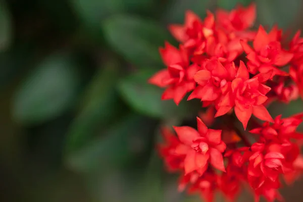 Fermer fleur rouge et autre nom Ixora flower  , — Photo