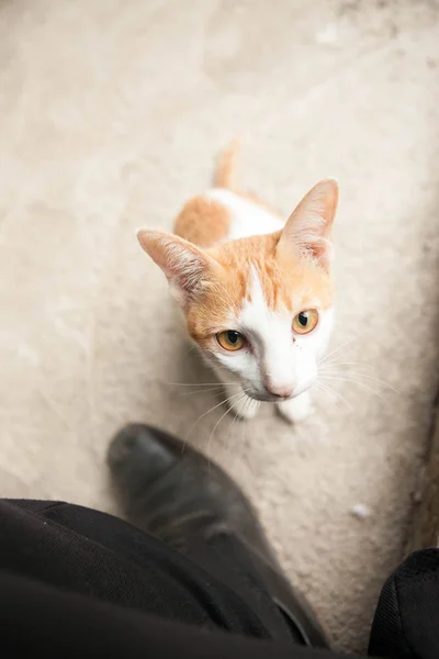 Le chat fatigué affamé orange — Photo