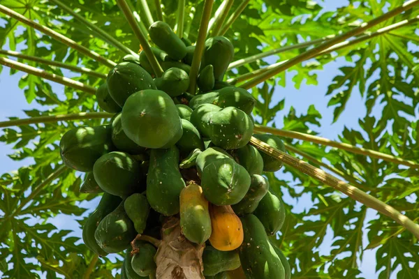 Økologisk grøn papaya på træ - Stock-foto