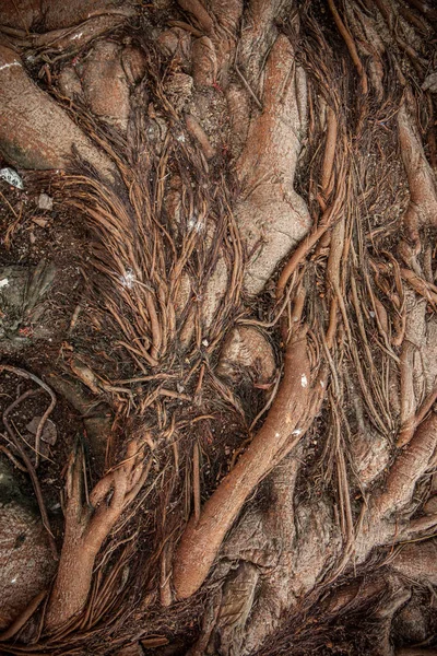 Las raíces del árbol son la fuente —  Fotos de Stock