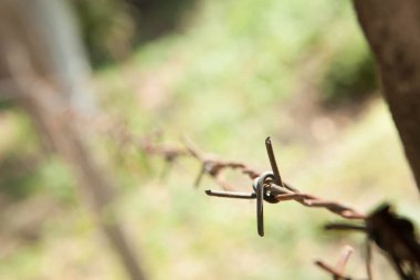 Dikenli tel doğal bir zemin vardır. Dikenli 