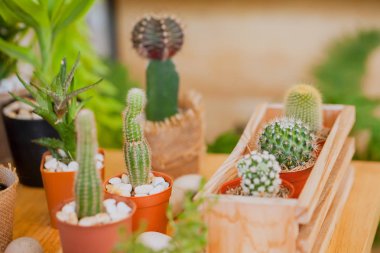 Kaktüs küçük. Tablo tahtaya.