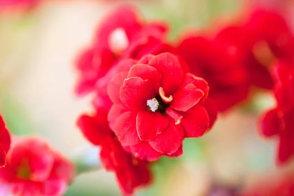 Red flower small .it name "Kalanchoe blossfeldiana" — Stock Photo, Image