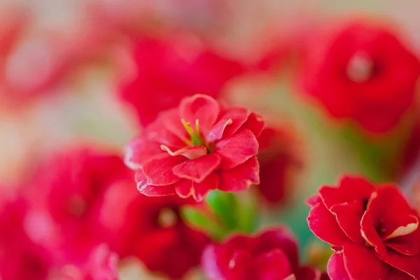 Flor vermelha pequeno nome .it "Kalanchoe blossfeldiana " — Fotografia de Stock