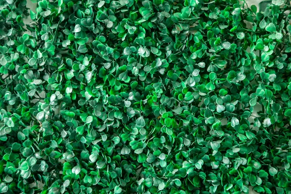 Erba verde di foglie di plastica texture della parete per lo sfondo , — Foto Stock