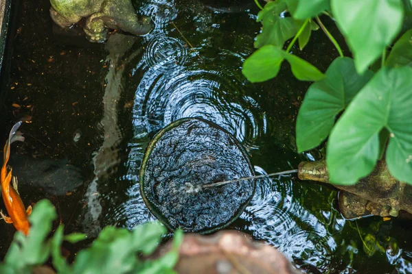 Садова вода. Прісноводний рибний став Ліцензійні Стокові Фото