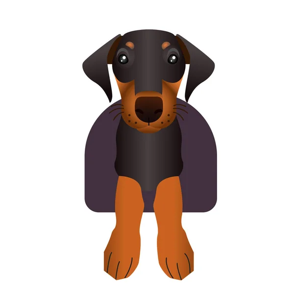 Vector Illustration Doberman Puppy White Background — Stock Vector