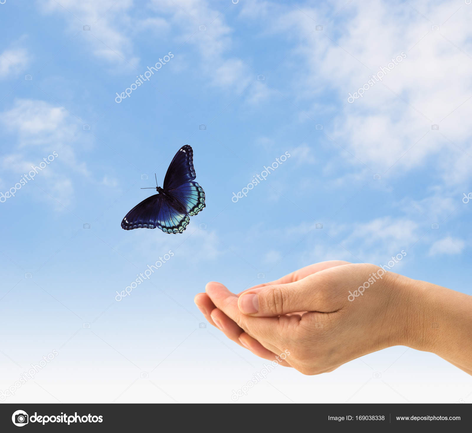 Butterflies Flying In The Sky