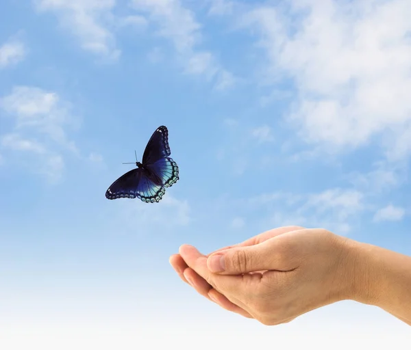 Flying Butterfly on Blue Sky - Stock Image - Everypixel