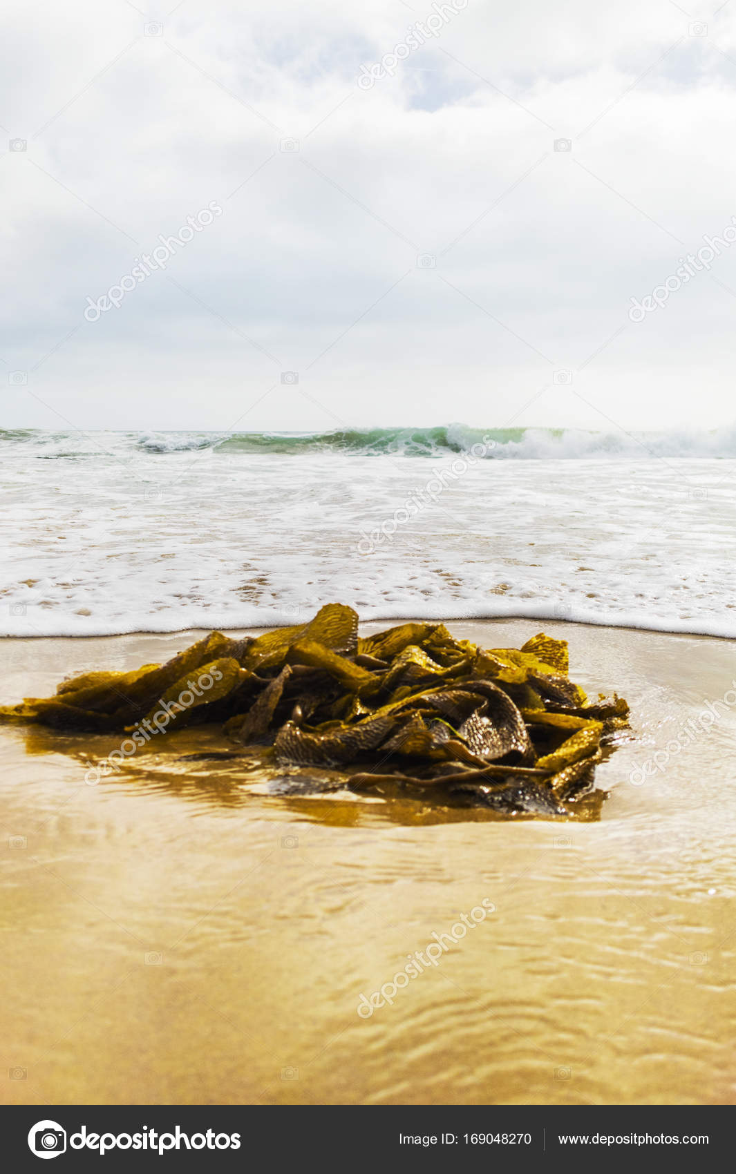 Seaweed On Sand Stock Photo C Imagepixel 169048270