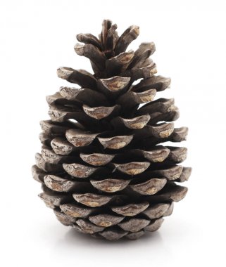 Isolated Pine Cone