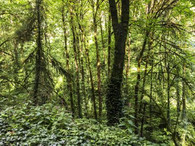 Yeşil Orman ağaçları