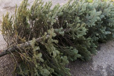 Eski Noel ağacı dalları