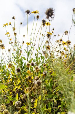 Dahlberg Daisy çayır