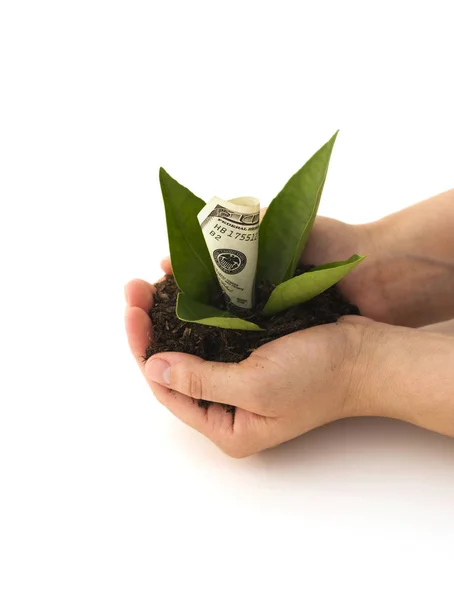 金融の成長。葉で現金を持っている手. — ストック写真