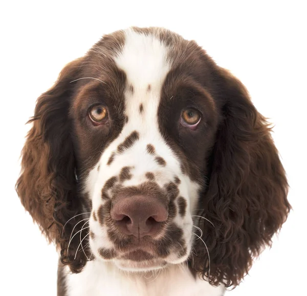 İngilizce Springer Spaniel izole
