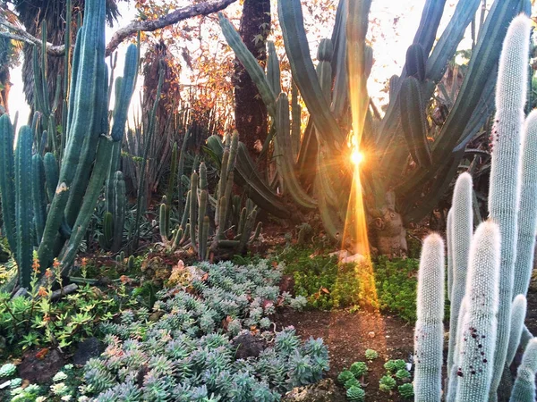 Jardin de cactus avec rayon de soleil — Photo