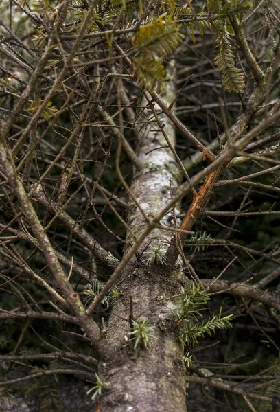 Julgransgrenar — Stockfoto