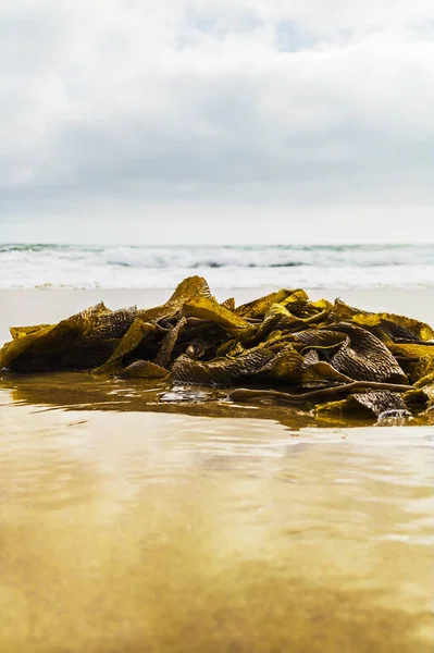 Beach pobřeží s mořskými řasami — Stock fotografie