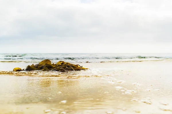 Beach kustlijn met zeewier — Stockfoto