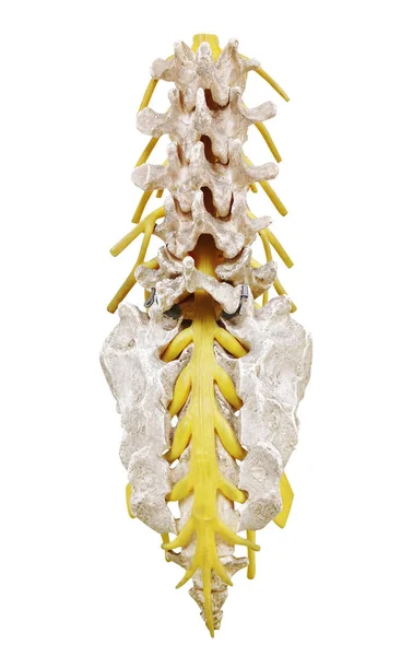 Isolated Spinal Column — Stock Image Isolated Spinal Column Royalty Free Stock Images