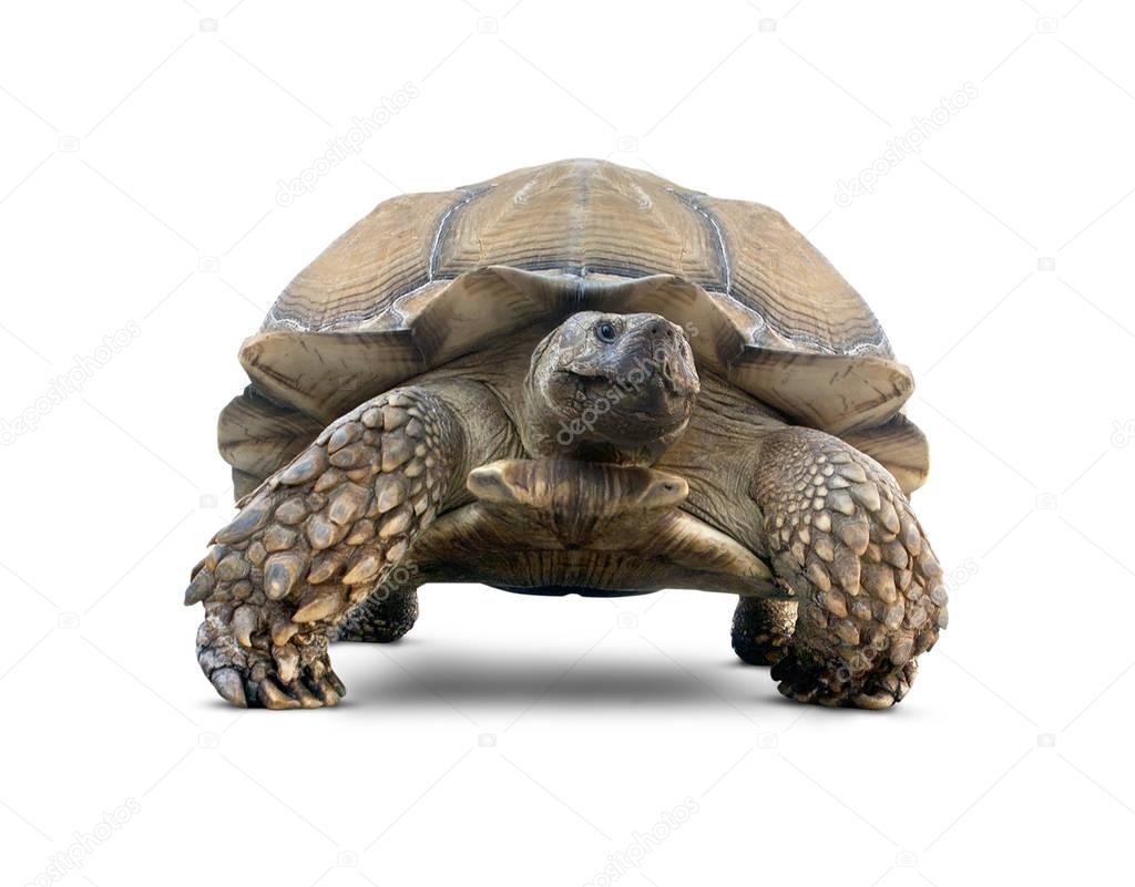 Isolated Brown Tortoise