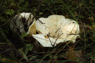 Lactarius controversus. Mantar
