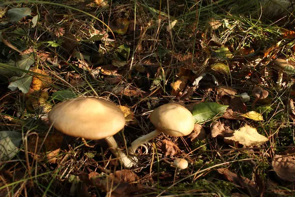 Mantar. Armillaria mellea — Stok fotoğraf