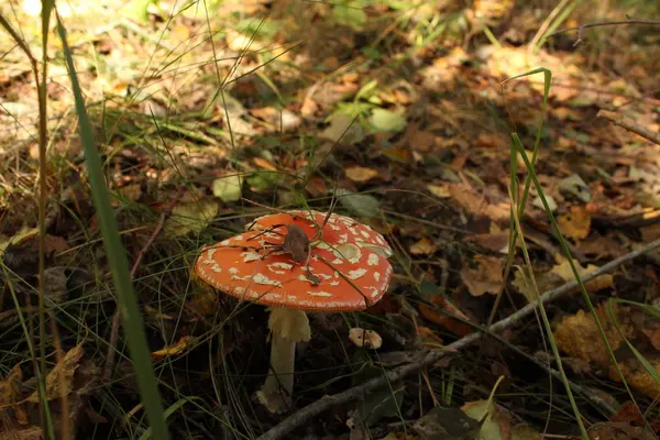 Sinek agaric adlı mantar. — Stok fotoğraf