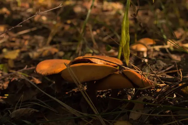 Cogumelos. Armillaria mellea — Fotografia de Stock