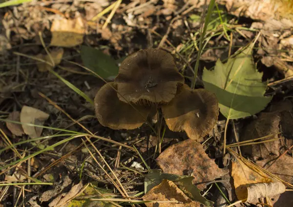 Mushrooms. Armillaria mellea — Stock Photo, Image