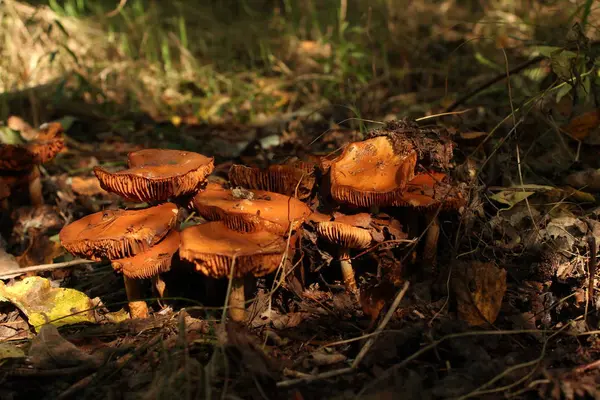 Cogumelos. Armillaria mellea — Fotografia de Stock