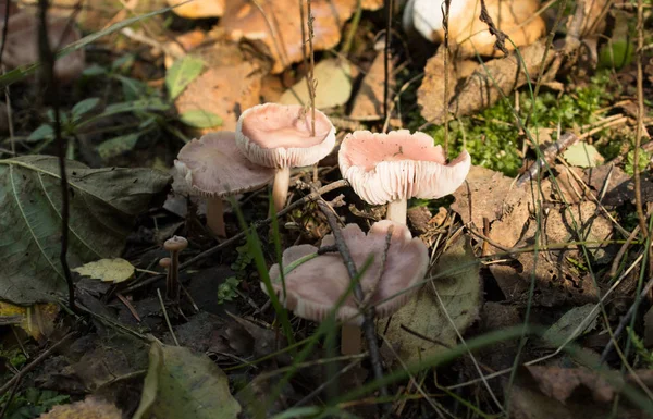 Cogumelos na floresta. — Fotografia de Stock