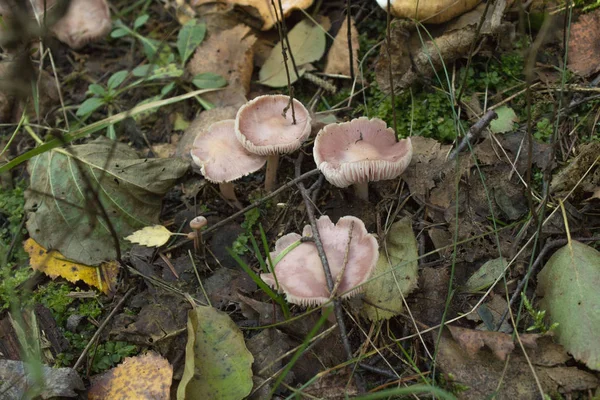 Cogumelos na floresta. — Fotografia de Stock