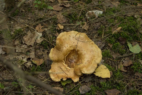 Lactarius controversus. Μανιτάρια — Φωτογραφία Αρχείου