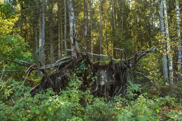 Colline de champignons sur la mousse dans une forêt sauvage — Photo