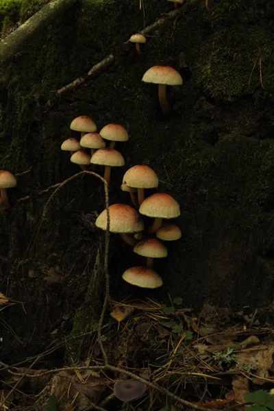 Cogumelos chamados agaric da mosca . — Fotografia de Stock