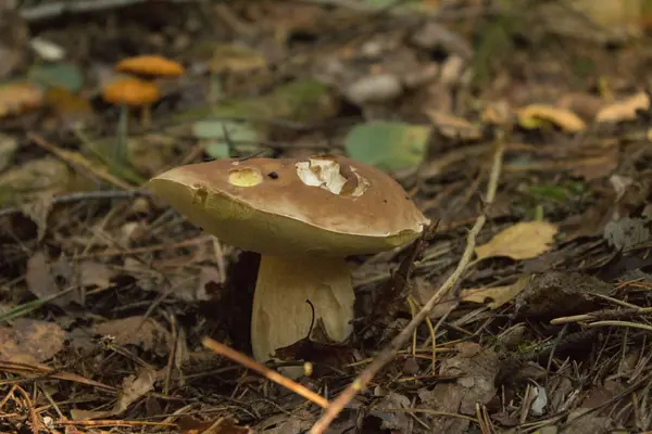 Boleto de cogumelos, fungo branco . — Fotografia de Stock