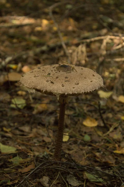 Cogumelos na floresta, Macrolepiota procera — Fotografia de Stock