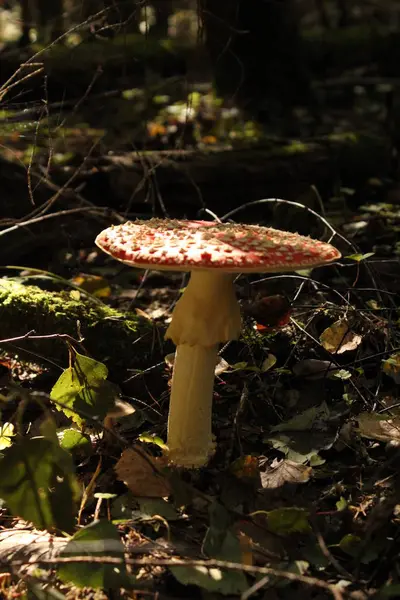 Cogumelos chamados agaric da mosca . — Fotografia de Stock