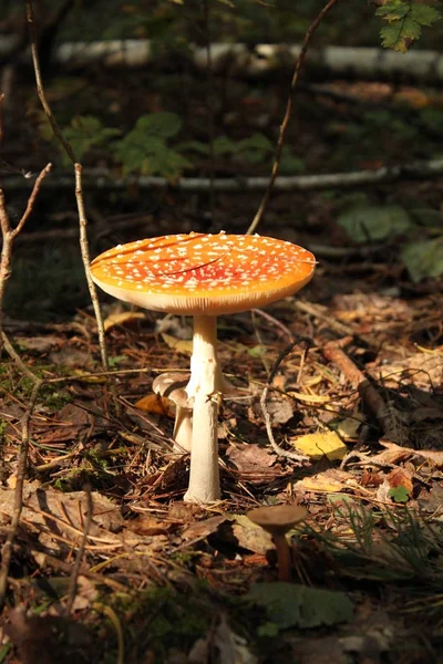 Champiñones llamados mosca agárica . — Foto de Stock