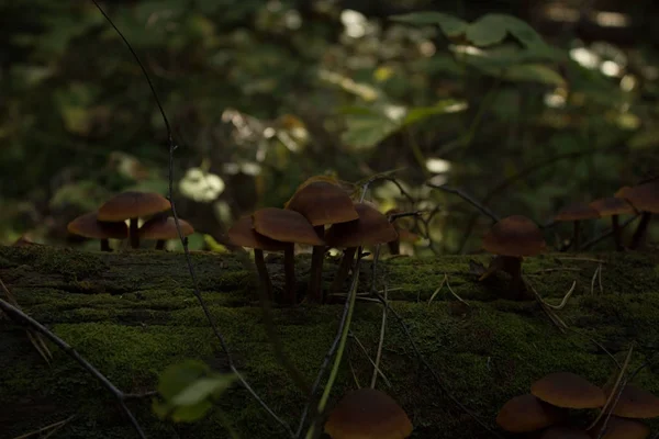 Cogumelos. Armillaria mellea — Fotografia de Stock