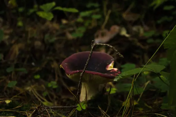 Paddenstoelen in het bos. — Stockfoto