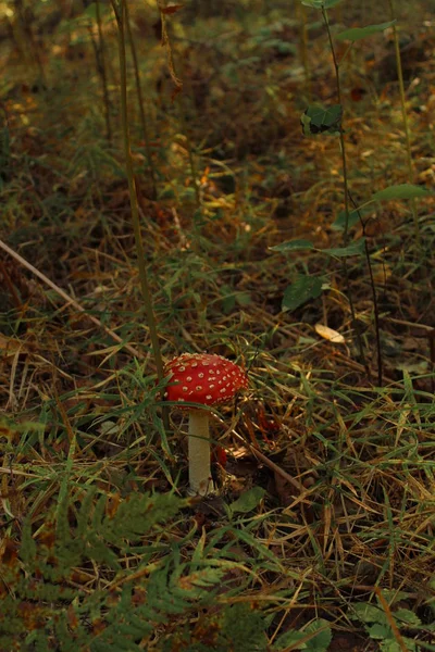 Cogumelos chamados agaric da mosca . — Fotografia de Stock