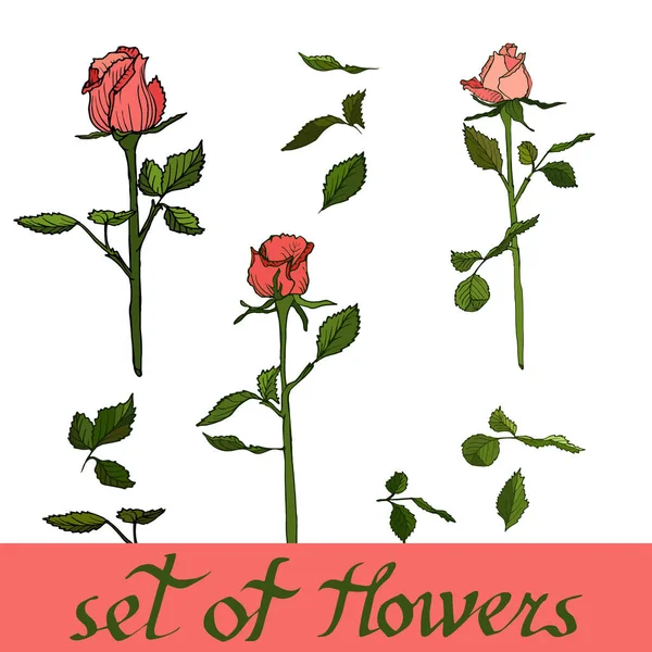Conjunto Flores Vector Rosas — Vector de stock