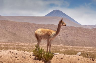 Cactus ve Guatin Kanyonu 'ndaki Vicugnas. Flamingolar Ulusal Rezerv Konsolu.