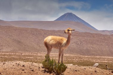 Cactus ve Guatin Kanyonu 'ndaki Vicugnas. Flamingolar Ulusal Rezerv Konsolu.